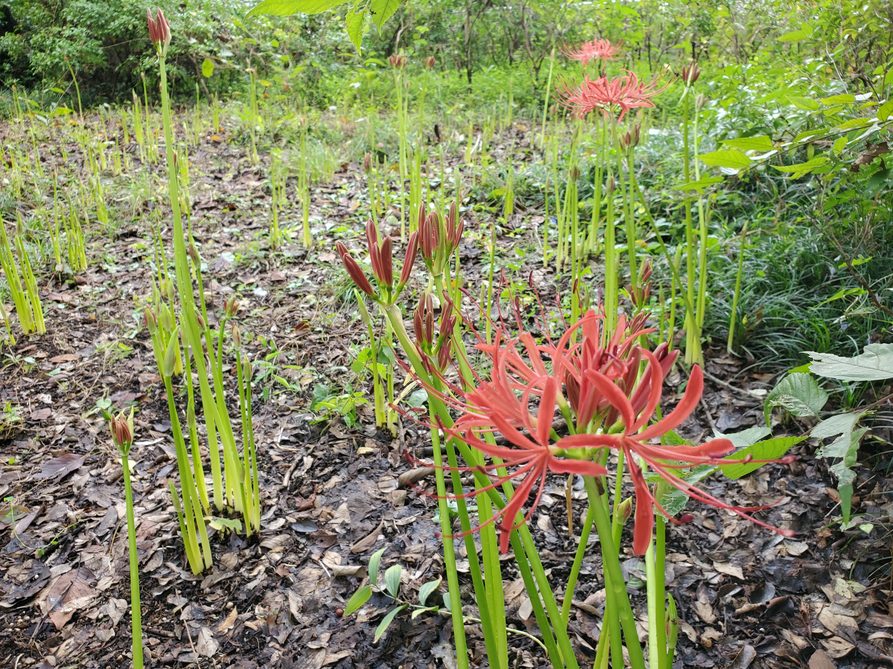 国営昭和記念公園 今年はヒガンバナ 彼岸花 遅れているな と２ ３日前に思っていたら急ににょきにょきと伸びてきました 何きっかけで 謎です 笑 まだまだ咲いている株は多くはないですが 今週には見頃になってくると思います 昭和記念公園
