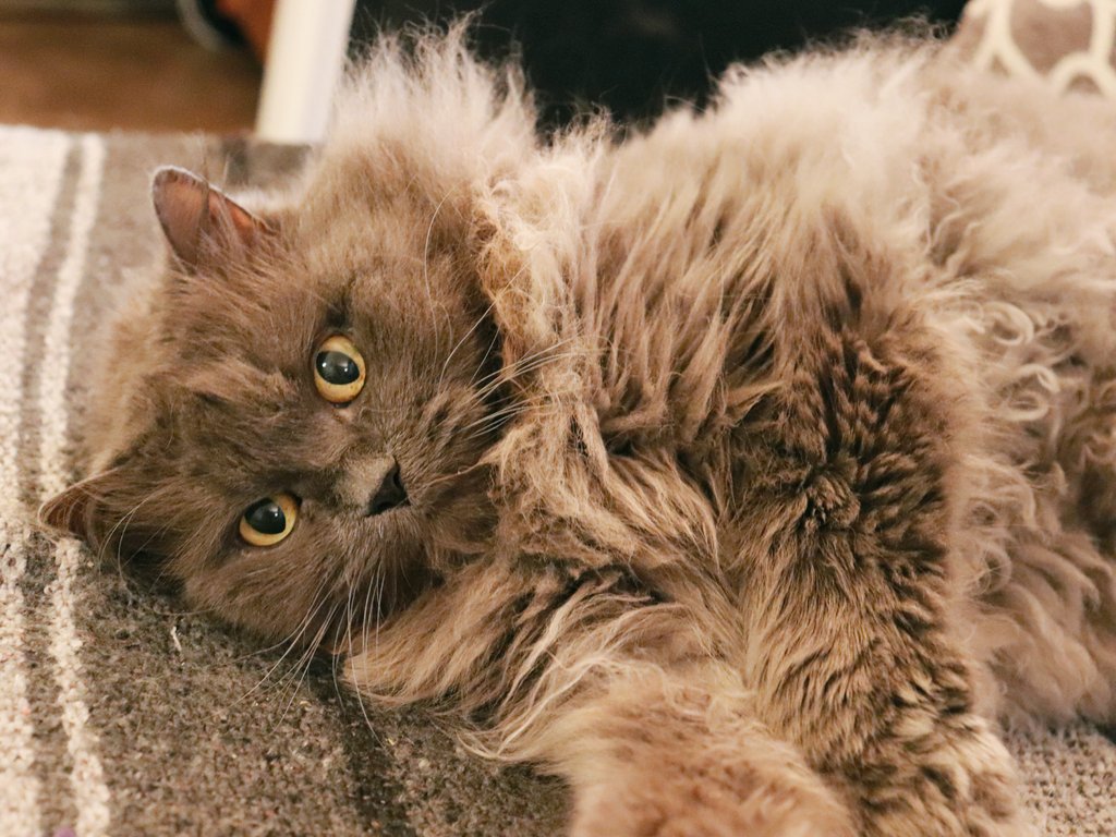 TehRealKitty's tweet image. Thought I looked #cute, might delete later 

#kitty #catsoftwitter