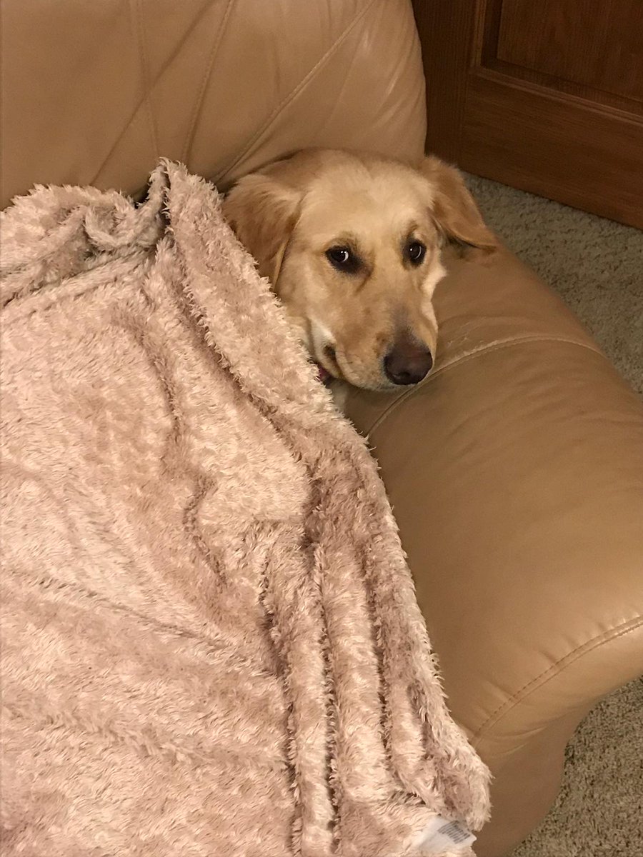 KnightSeeds's tweet image. Maggie's sleeping easy knowing that our AAC Viewfield and other @FPGenetics varieties are off before all this rain.  Don't get too comfortable, lots of canola left! #Harvest19 #slowgoin