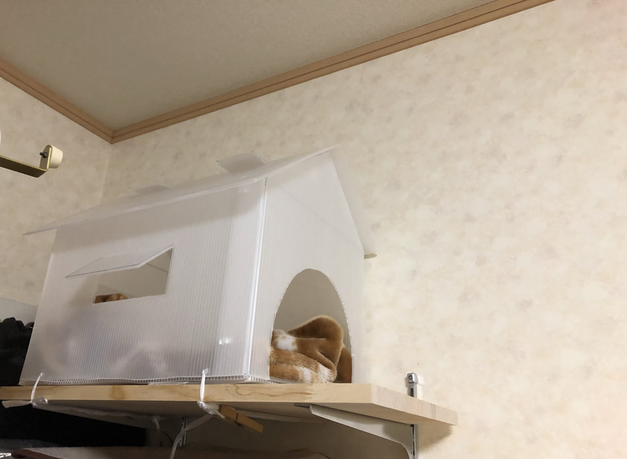 むぎとろ プラダンでキャットハウス作ってみました もう少し小さい方がよかったなー 中が薄暗くなるように100均でリメイクシート買って貼る予定でした 過去形 プラダンもう一枚でトイレコーナーの壁床ガード プラダン便利 猫のいる暮らし Diy むぎとろ プラダンでキャットハウス作ってみました もう少し小さい方がよかったなー 中が薄暗くなるように100均でリメイクシート買って貼る予定でした 過去形 プラダンもう一枚でトイレコーナーの壁床ガード プラダン便利 猫のいる暮らし Diy