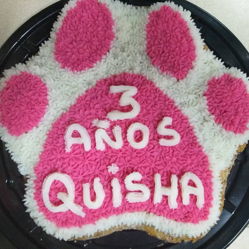 MenuDog's tweet photo. Una de nuestras cumpleañeras de hoy #Quisha, quien cumple 3 años. Gracias a su familia por compartir con nosotros un día tan especial y dejarnos ser parte de la celebración #Monterrey #NL #Mascota #Perros #Pasteles https://t.co/LzYYk8JxqP