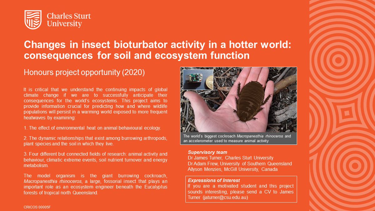 Torpidator's tweet image. Honours project available for next year @CharlesSturtUni and @ilwscsu! Studying the effects of #heatwaves on #wildlife #ecology and #behaviour, combining field and lab work! Giant burrowing cockroaches! Co-supervised by the inimitable @frewecologist and @akmenzies! Please RT!