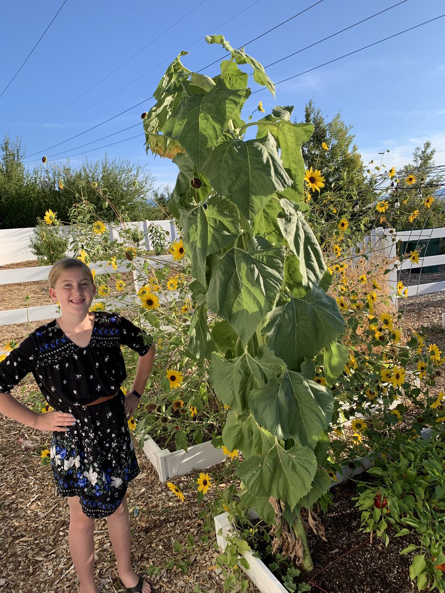 byu_sam's tweet photo. A volunteer sunflower from our garden. #kansasNative #nature #garden https://t.co/hoFUnwlNaG
