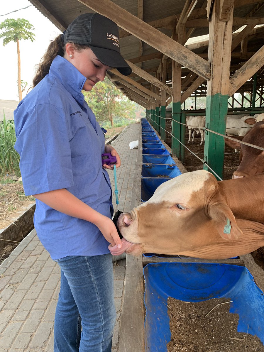 CodeeLeiblich's tweet photo. Day 4 on the Indonesian Study Tour, having a look at export feedlots from the other end of our Australian export system. The quality of cattle was amazing, such happy and healthy animals 🐂🐄 https://t.co/JSWTR0sfIn