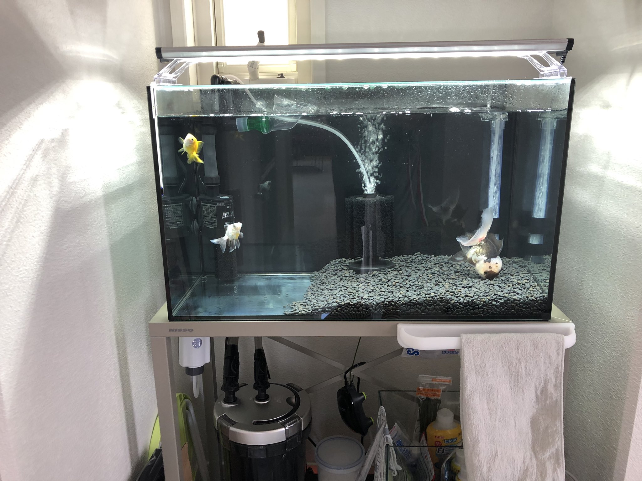 きんぎょのだう Goldfish Dow Twitter