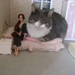ドールハウスに侵入してきた猫がかわいすぎる!!