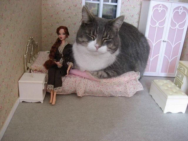 ドールハウスに侵入してきた猫がかわいすぎる！！！