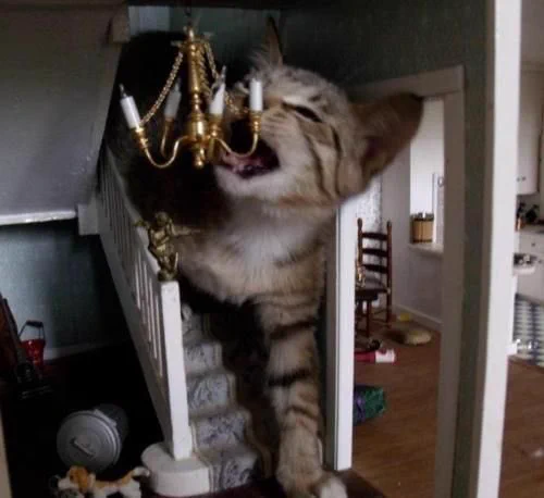 ドールハウスに侵入してきた猫がかわいすぎる！！！