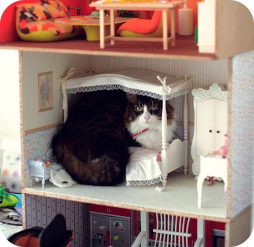 ドールハウスに侵入してきた猫がかわいすぎる！！！