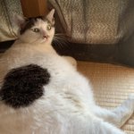猫さんは常に世界一かわいいという話とうちの子の可愛い記録更新のろけ ...