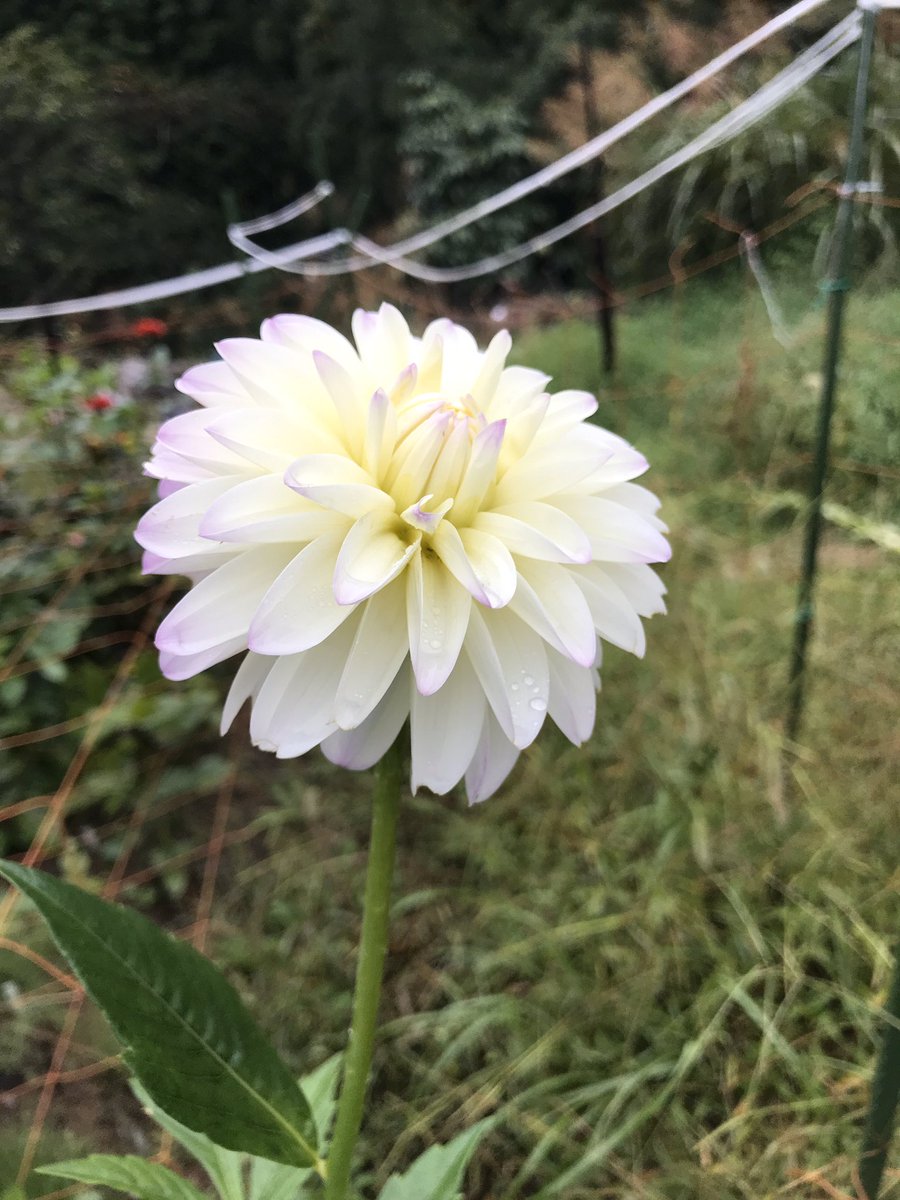 Natural Dahlia ゆきわかまる 山形県の川西ダリヤ園で 平成30年に公募により命名された新品種 ダリア 両神 ダリア 無肥料 無農薬 無除草剤 切り花販売 ゆきわかまる