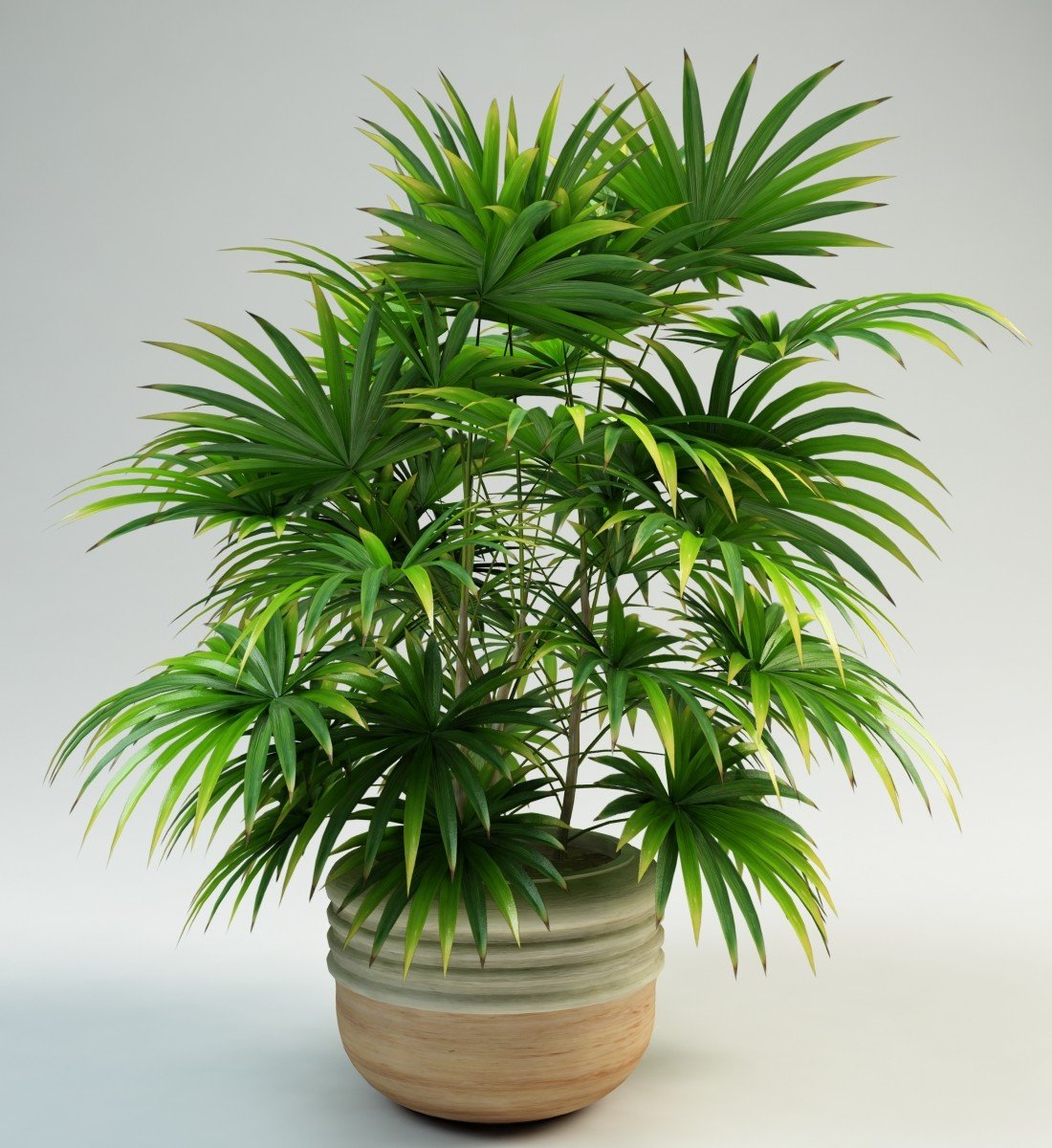 Nath 🇹🇭 Twitterren: &quot;จั๋ง...ต้นไม้ฟอกอากาศ จั๋ง (Lady Palm) จั๋งเป็น ไม้ประดับในอาคาร อีกชนิดหนึ่งที่สวยงาม ทนทาน และดีที่สุดในการช่วยปรับปรุงคุณภาพของอากาศในอาคาร และมีคุณสมบัติในการดูดไอระเหยของสารเคมีต่างๆ ได้ดีเท่าต้นหมากเหลือง หามาปลุกไว้ในบ้าน ...