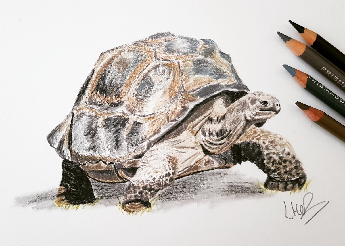 Animal drawing challenge No.5, 'old' The perfect candidate for this one is the Galapagos  tortoise. Prompts by @ pip_abraham #draw30animals #drawingatortoise #galapagos #reptiledrawing #lynhebbart