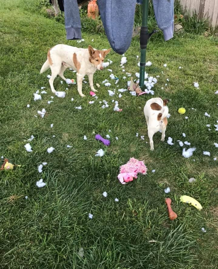 4lyfe_rescue's tweet photo. Sandy had a snow day
#Sandy4Lyfe #DogsofCanberra #MakeYourOwnFun #ConstructiveDestruction https://t.co/aAnDq7D5RN