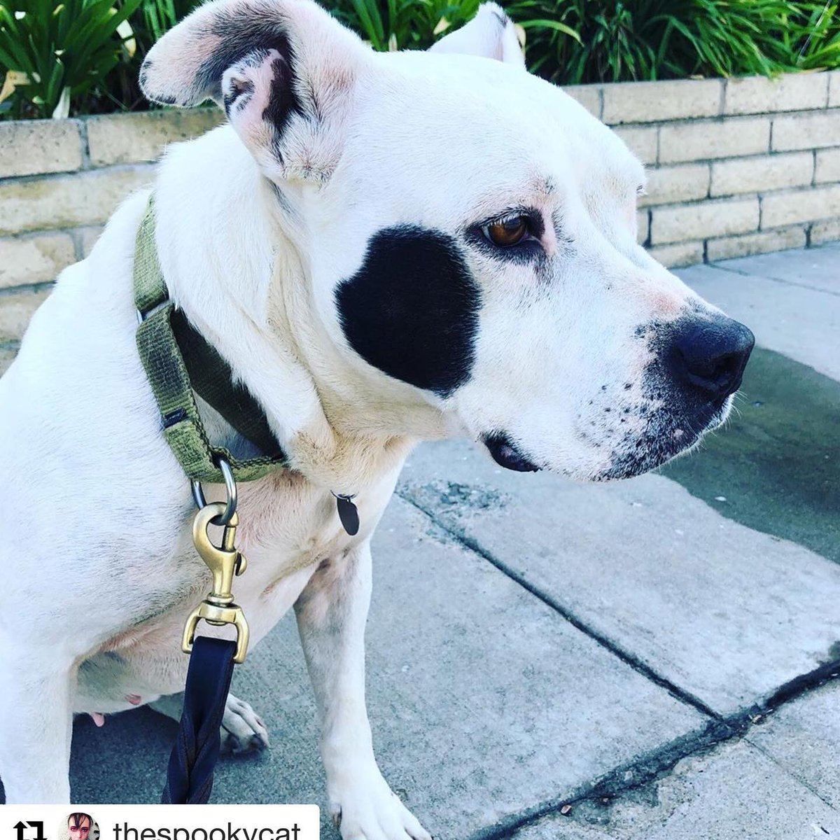 DtownDogRescue's tweet image. This is senior dog Laila who has been patiently waiting for more than a year for someone to adopt her. She is leashes trained likes other dogs and is quick to learn. #adoptlaila #rescuedog #ddr #shelterdog #pitbullsofinstagram #pitbull