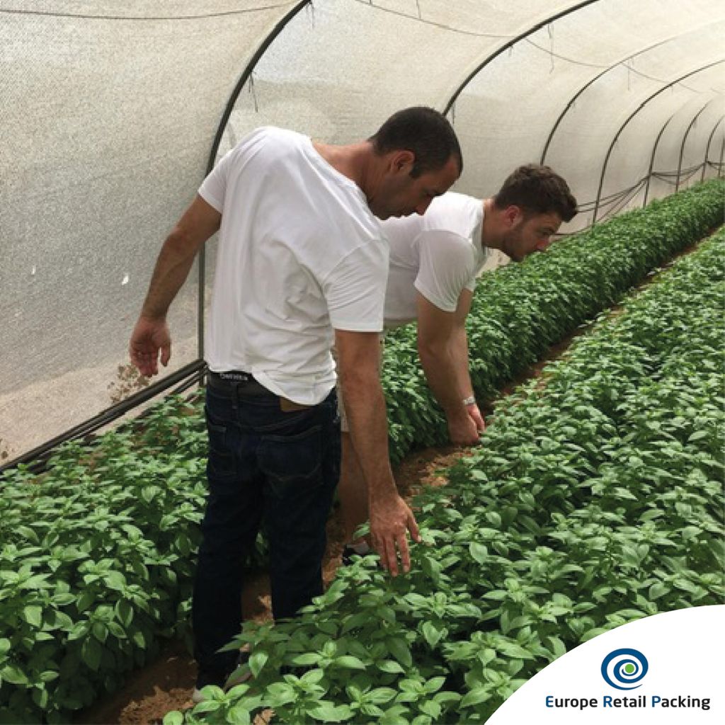 ERP_BFG's tweet photo. FRESH HERBS – A check of our 5 Senses fresh herbs by our growers. It’s all about the best constant quality with year-round availability🌱. #freshherbs #herbs #5senses #quality #kruiden #versekruiden #freshpacking #freshproduce #freshconcepts #retail #foodservice #freshpack #ERP https://t.co/i7ocOp6Ll0