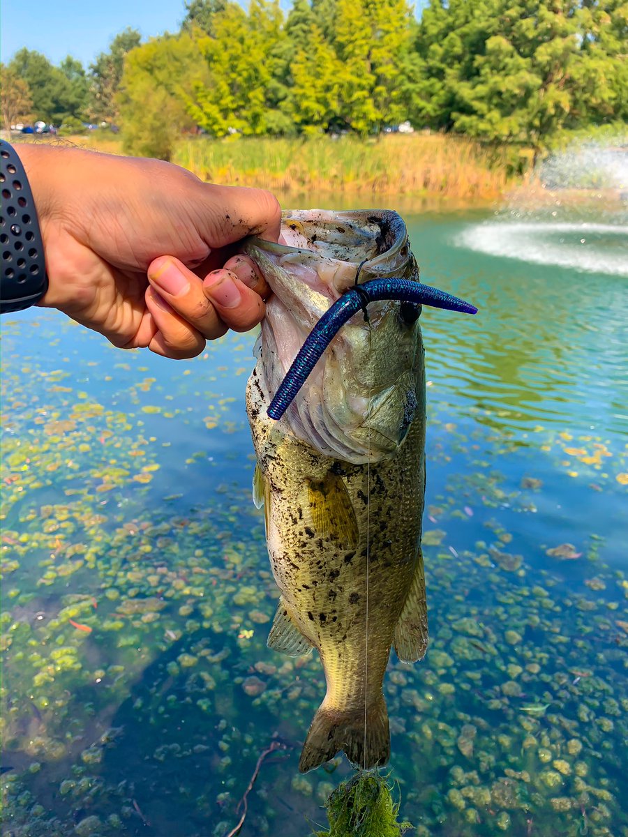 #whackyrig was the juice today ... what did you catch your fish on?? #bassfishing #fishing #fishinglife #bass #fish