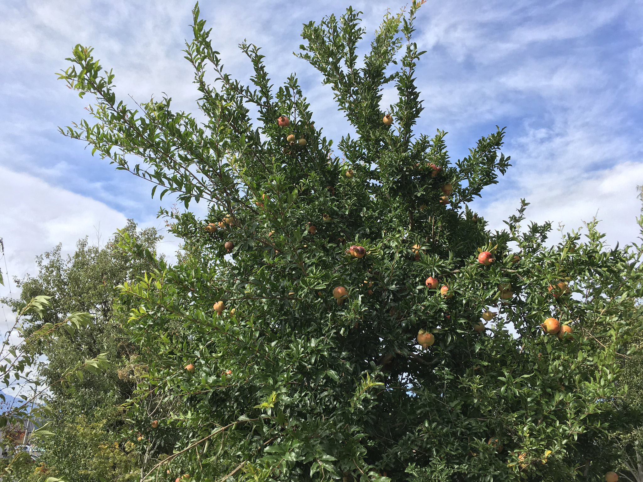 Nekokans 敷地内の柘榴 T Co Rmfedlmrpr Twitter