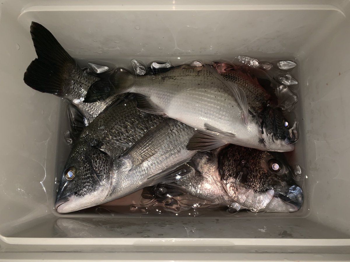 つりっこ 葛西臨海公園へ夜釣りリベンジ 今までの置き竿スタイルに加え 根魚用の仕掛けを手持ちでやってみた すると根魚用の仕掛けの方だけヒット 人生初のクロダイ 最終的に 42センチ 32センチ 28センチの3匹をゲット 釣った魚を初めてお刺身