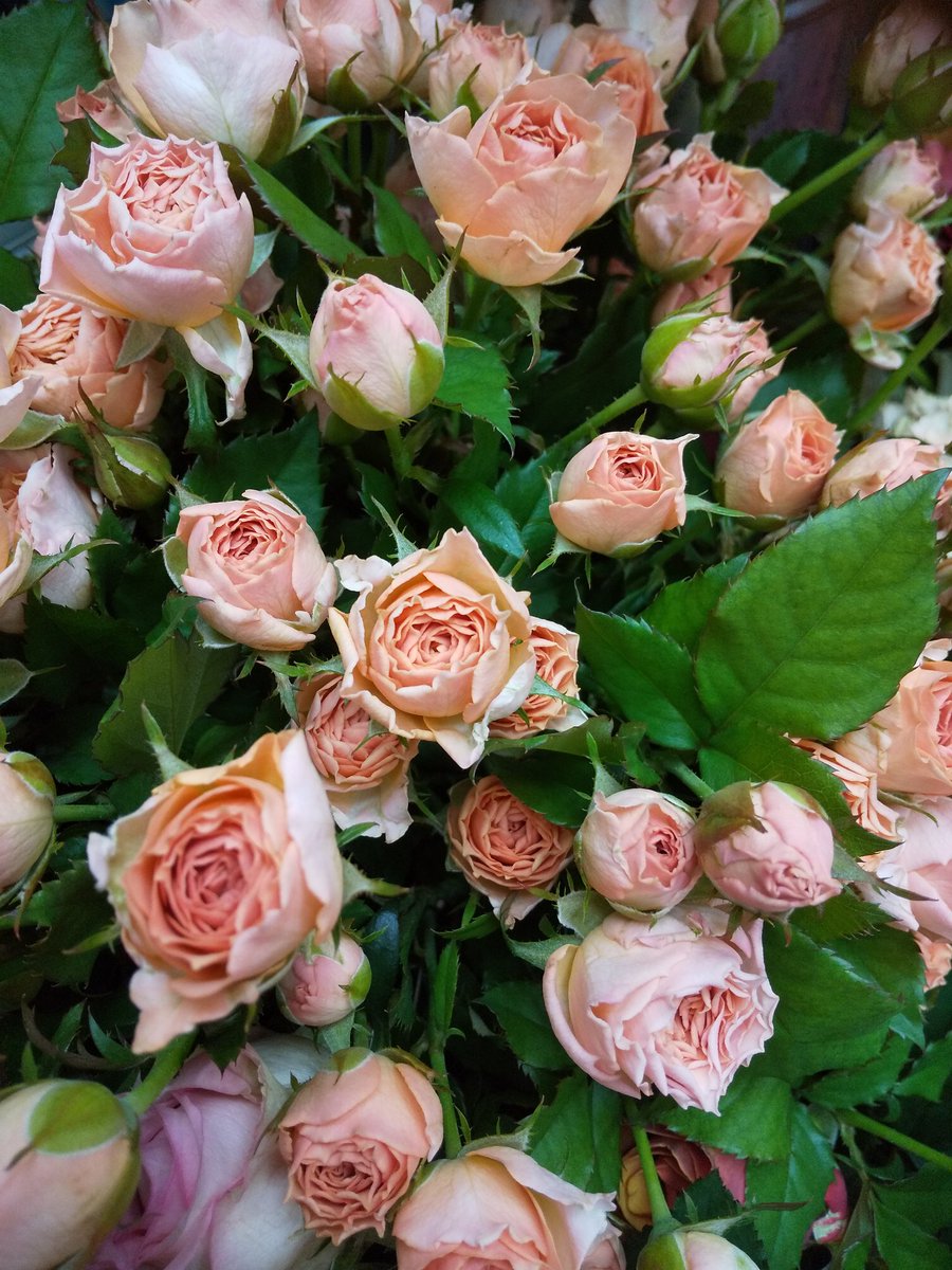 泉北花園 花 多肉植物 観葉植物 薔薇の ミスティックサラ ティンテッドマシュマロパステル です 薔薇 花写真 花がすき 花が好きな人と繋がりたい バラ