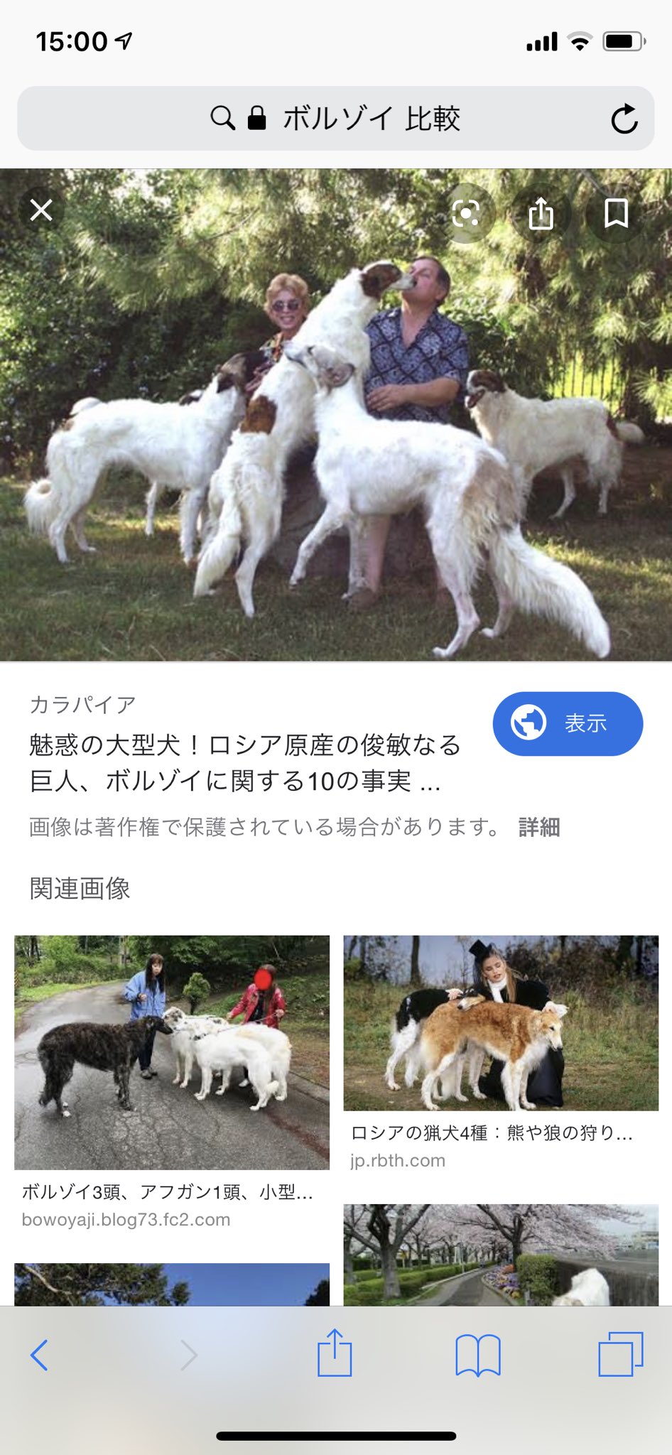 京 けい Nsk 41ml Uoxou アフガンハウンドもボルゾイも でかい これ 幼児なら乗れてしまう フサフサの方で尻尾がくるっとしてるのがアフガンハウンドですね 覚えました T Co Dcnblea8jx Twitter