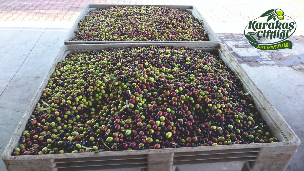 haliszeytinyagi's tweet photo. #zeytinyagi #zeytinyağı #naturelsızma #naturelsızmazeytinyağı #naturelbirinci #zeytinyağısabunu #naturelzeytin #sağlıklıbeslenme #sağlıklıyaşam #dalindakikadardogal #söke https://t.co/kZSed0P57D