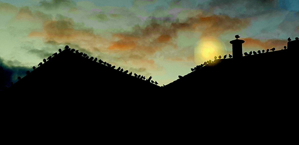JustOneJustin's tweet photo. Even the birds thought this mornings sun rise was worth watching! On my way to meet @3pillarsproject &amp; @portsmouthuni 's @HannahSBaumer &amp; @MercurialSports followed by @UpshotSystem ...... #ProcessOfChange #powerofsport https://t.co/UvgWipK4R6
