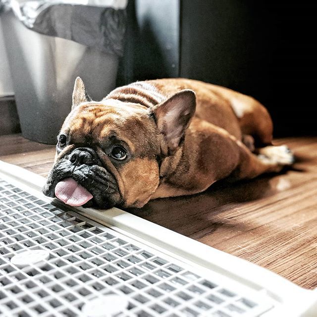 myLiLchapter's tweet photo. /me every #monday 🤪
•
•
•
#myLiLchapter —————————————————
#redfawn #frenchbulldog #frenchies #frenchiegram #frenchieoftheday #dogsofinstagram #petstagram #french_bulldogs #TeamPixel #frenchie_corner #batpig #squishyface #frogdog #buhi #funnydog #ilovemyfrenchie #manbestf… https://t.co/nnb6eml3VL