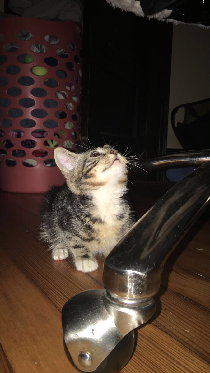 oldaccountmyg's tweet photo. say hello to yuki! https://t.co/NwHkbMP30Z