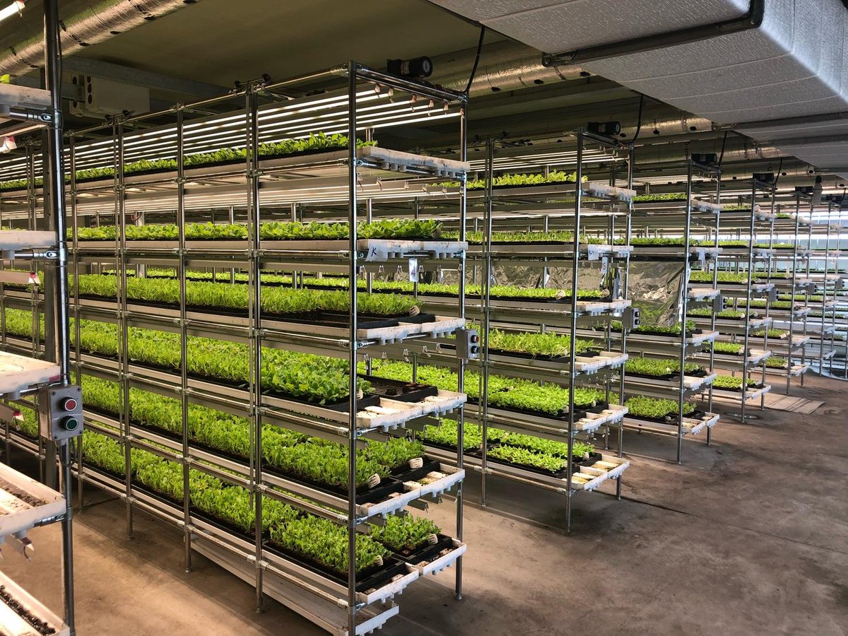 RijkZwaan's tweet photo. The demand for healthy, clean and tasty vegetables continues to grow worldwide. Protected cultivation methods develop quickly throughout Asia. Rijk Zwaan shares expertise with growers and brings added value through seeds and technical knowledge #sharingahealthyfuture #Asia https://t.co/q9zpoiGILK