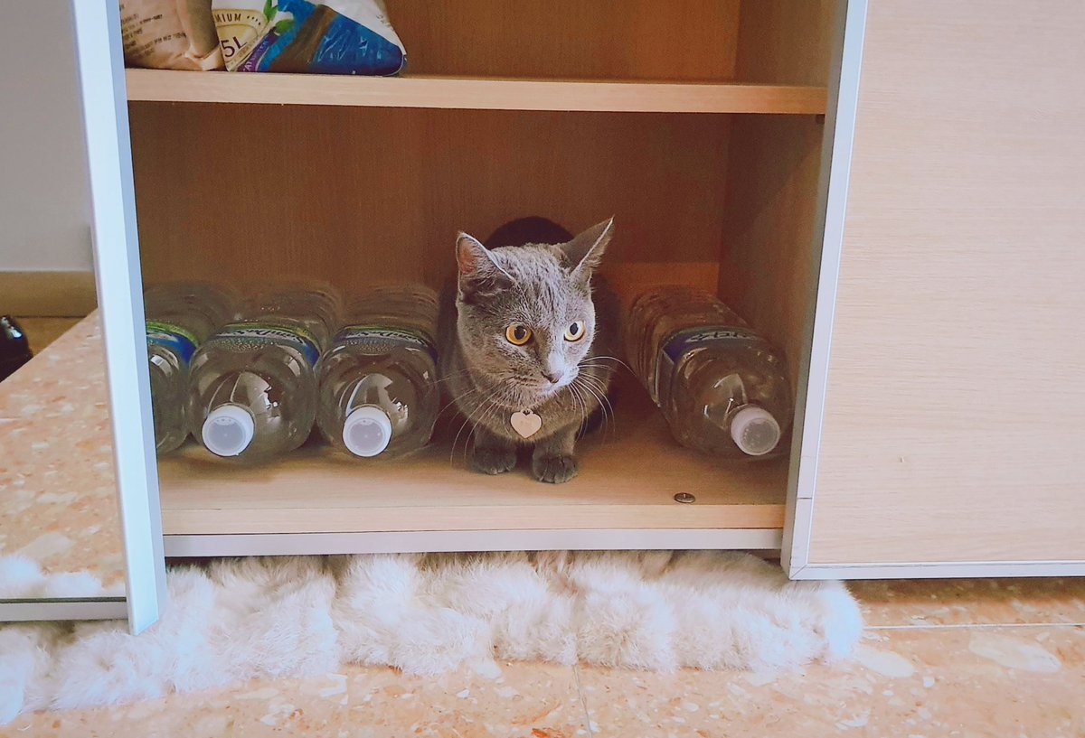 veritedebuisson's tweet photo. 고양이 액체설을 몸소 증명해주시는 중이다
Bibi is proving that cats are liquid.
#베리떼작업실 #베리떼일상툰 #고양이 #비비 #고양이액체설 #웃음지뢰 #웃긴짤 #생수 #물 #연기력최고 #동물 #VeriteStudio #DailyVerite #Cat #Bibi #CatsAreLiquid #Funny #Meme #Humor #Humour #Water #Animal https://t.co/71bdKbqCqa