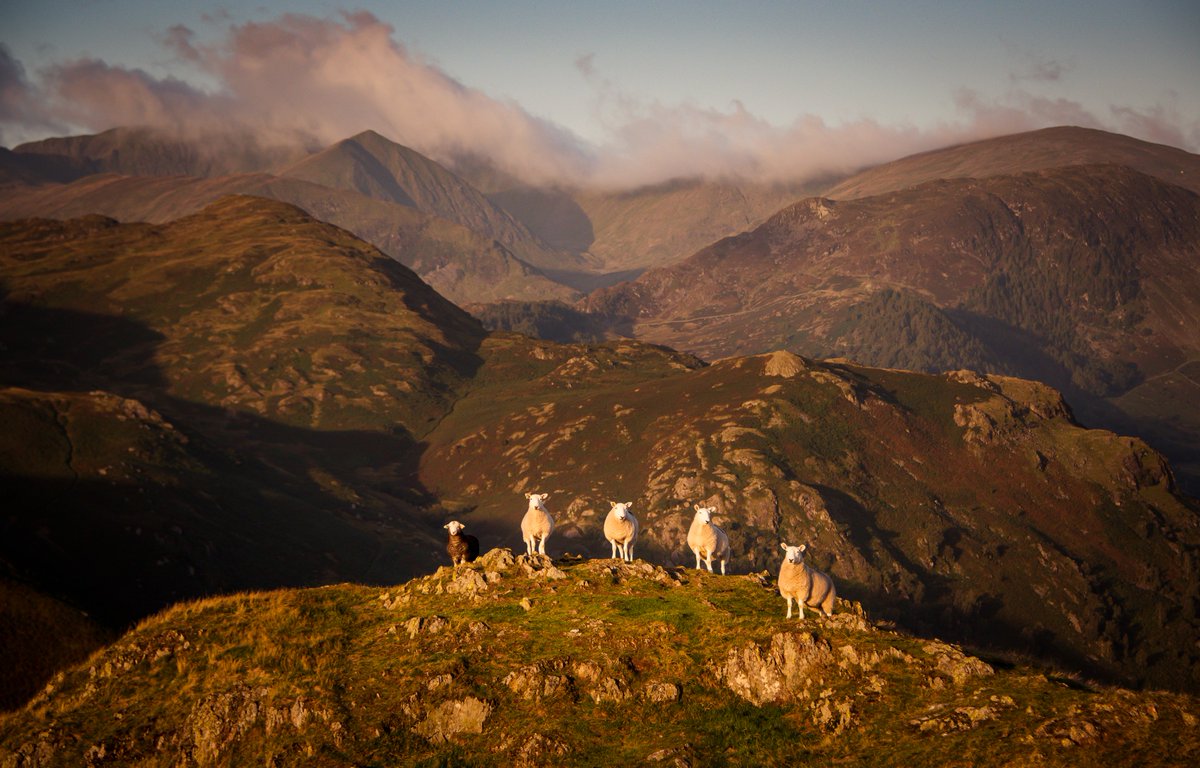 'What are they doing Mabel?' The Collies had an audience on Hallin Fell as they chased the frisbee. Catstycam looking majestic as ever in the background. #WexMondays #fsprintmonday #sharemondays2019