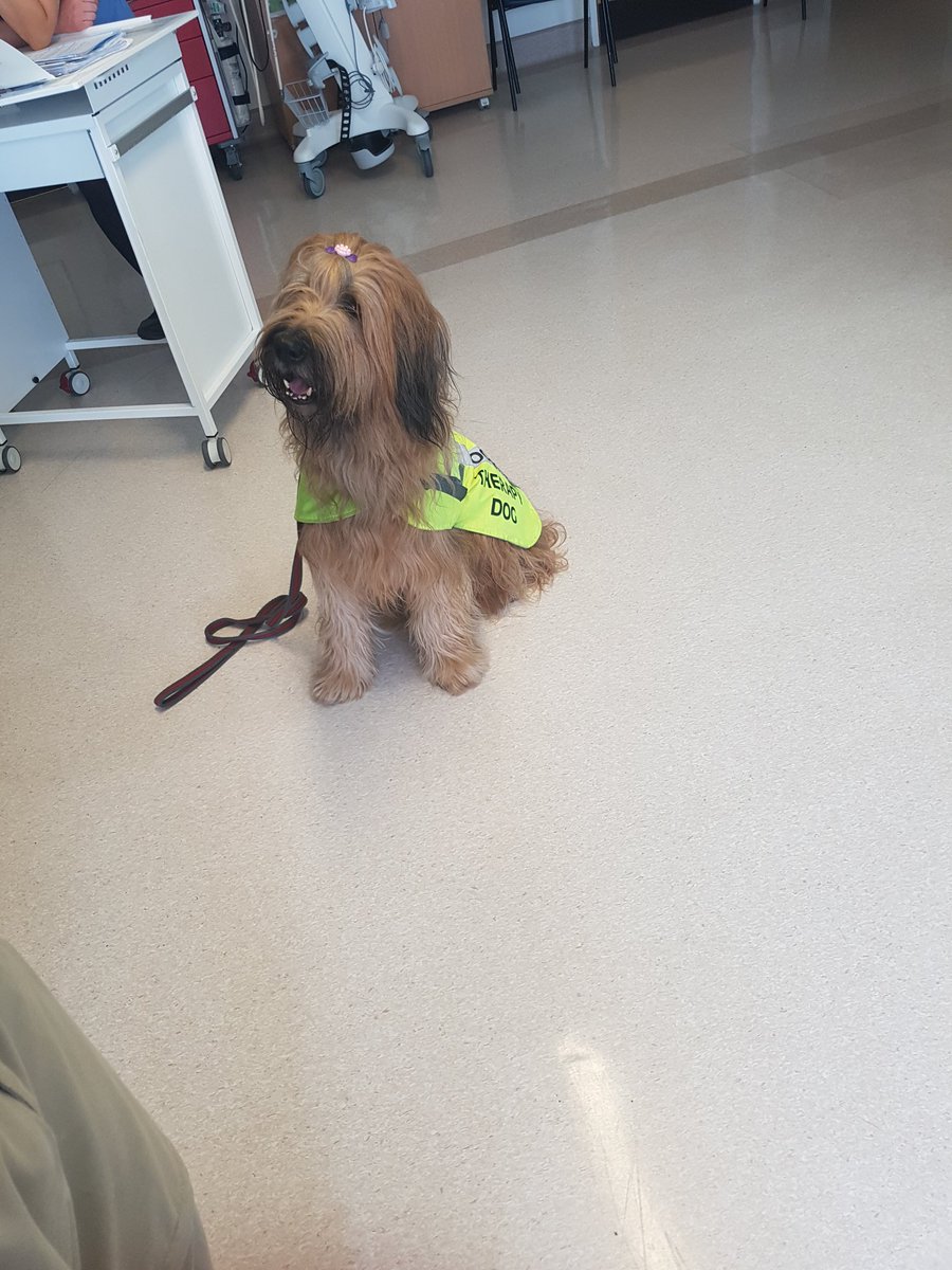 TEAM ARCU had a lovely visit today ruby the therapy dog  coming on to say hello to one of our long stay patient #cute#happypatient#cuddles