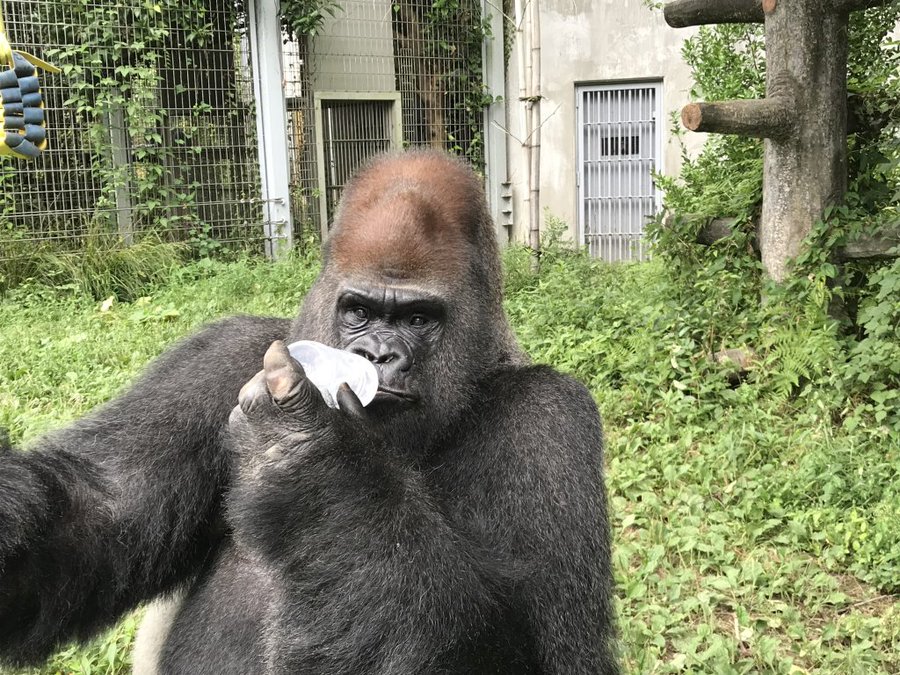 9月24日は世界ゴリラの日 知っているようで知らないゴリラについてのおもしろ豆知識 動物を知るメディア アニシル