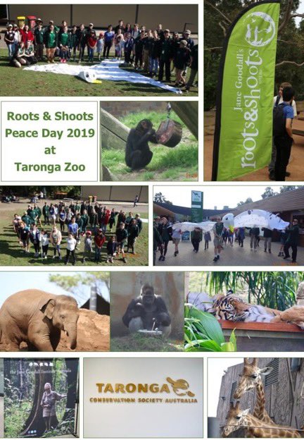 NSW R&S groups celebrated #PeaceDay with the Youth At The Zoo (YATZ) at @tarongazoo. The day was filled with project sharing, sight seeing & peace pledging. For the last three years we have been writing our pledges for #peace on feathers & adding them to the Peace Dove.