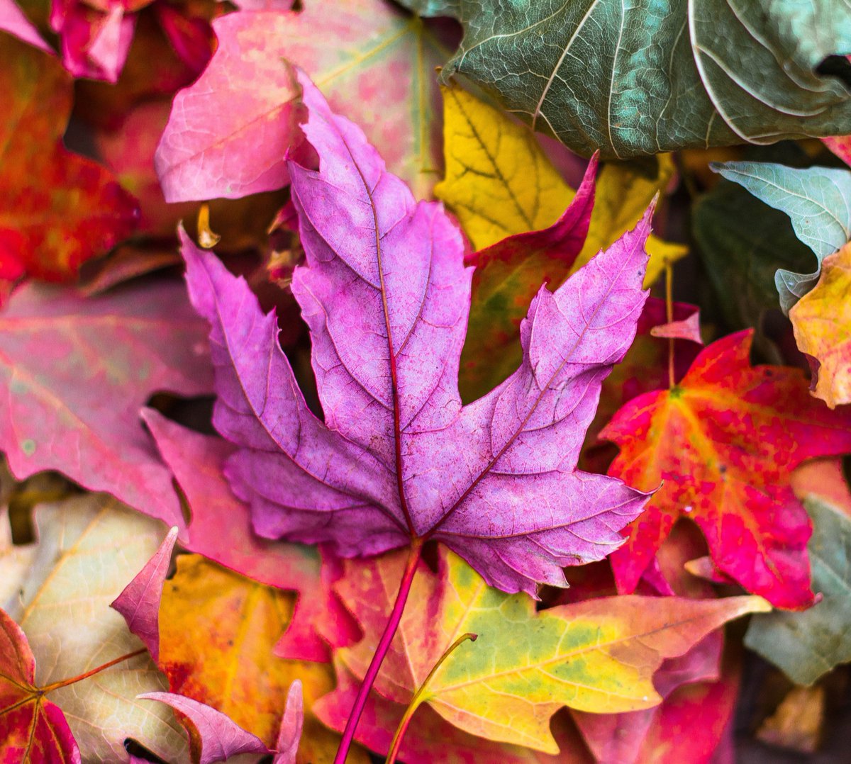 El arte de vivir es cambiar las hojas sin perder las raices. 
¡Bienvenido otoño! 🍁🍂
