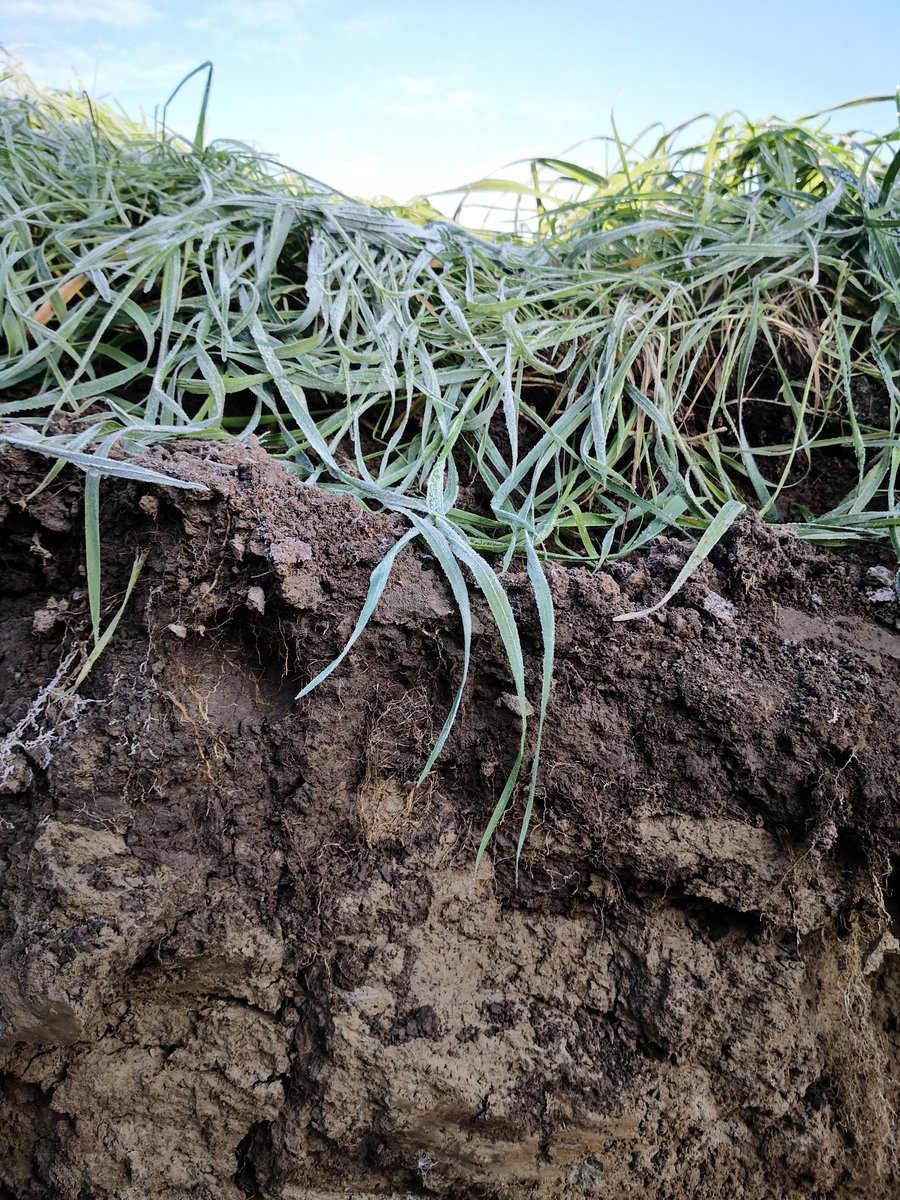 SLC_lantbruk's tweet photo. Fördelarna med vall, grĂ€s, inom den finlĂ€ndska mjölkproduktionen för #kolbindning presenteras av Perttu VirkajĂ€rvi @LukeFinland o @LiisaPietola för EU-jordbruksministrarna đ±+đ+đ #EU2019FI #klimatförĂ€ndring #climatechange #bondenbehövs https://t.co/uB0QxviTsN