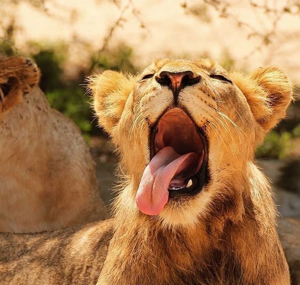 addotourism's tweet photo. INTRODUCING ADDO'S #BIGSEVEN: #1 The Lions
The kings and queens of the veld, Addo National Park is home to a total of 26 lions, 17 of these in the main section of the park. Photo: @capeabilitytours
#Safari #AddoNationalPark #NationalPark #TourismMonth #TravelWeek https://t.co/6s3JlzGcqF