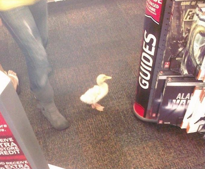 Duck in gamestop what will he buy Duck In Gamestop 25 Percent Off On Anything In Gamestop 10 Coolness 30 Happiness 5 Protection 55 Salesman Has A Chance To Give You 100 Coins When You Buy Or Sell Something Itemshop