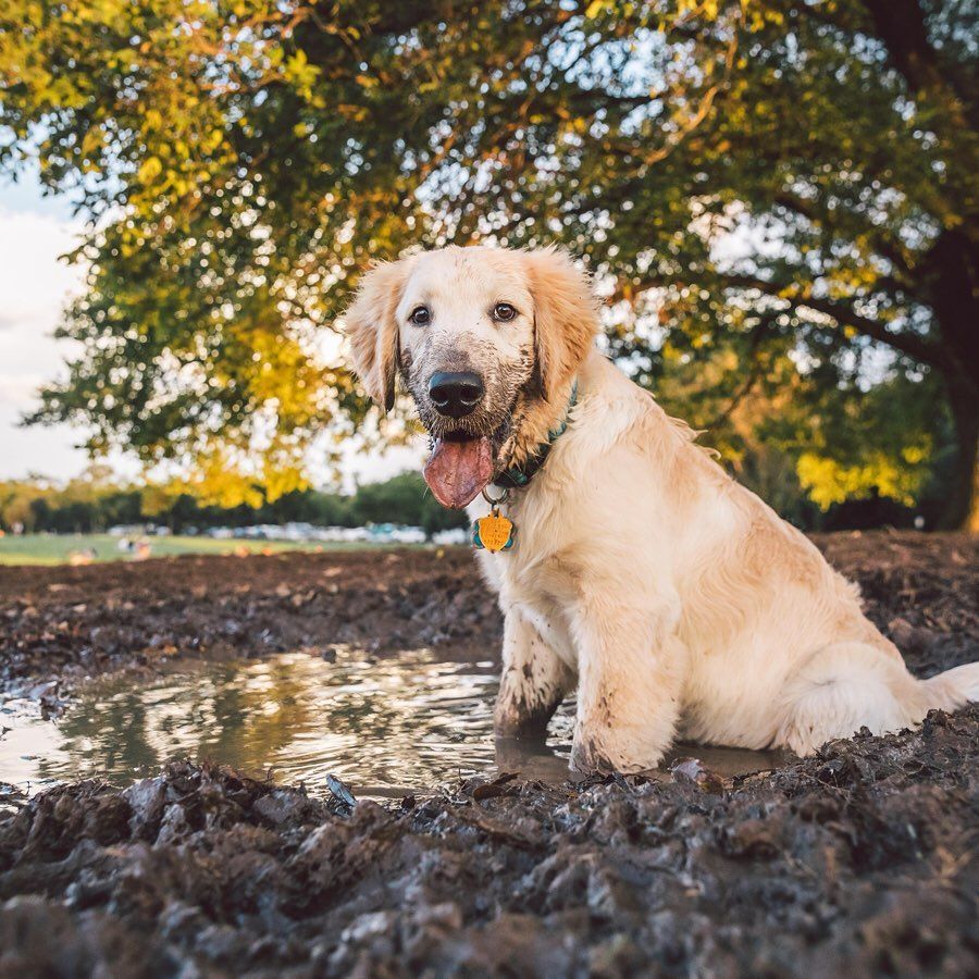 Easy, the 4mo old Golden Retriever. Has no idea the horrible fate that’s in store for him... a BATH. 😔 Thoughts and prayers pupreciated.