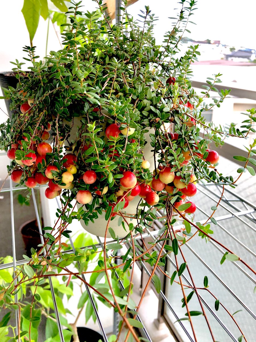 「立ち寄った花屋さんで見つけた鈴生りのクランベリーがあまりにも可愛すぎて、衝動買い」|Grinのイラスト