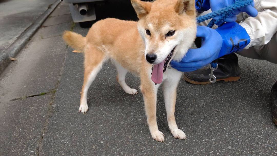 空 T Co Zpkrxeubma 里親募集 菊池保健所より 9月7日に合志市須屋で保護 犬種 柴犬 性別 メス 年齢 推定7歳くらい 特徴 小柄な柴犬 小柄ながらも気の強い子です 人に対しては 良い感じです 熊本ペット 熊本県 菊池保健所