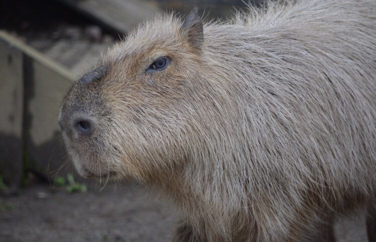 Uzivatel 優介 Na Twitteru カピバラ水浴びしてた 鬼天竺鼠 オニテンジクネズミ カピバラ 智光山公園こども動物園 智光山動物園