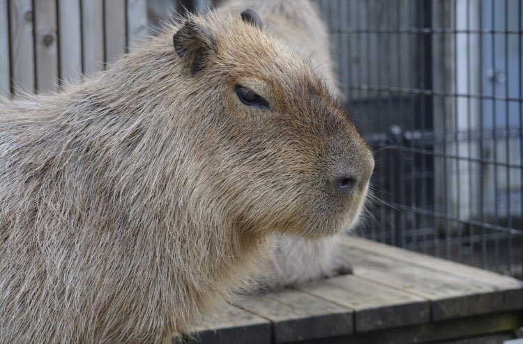 優介 カピバラ水浴びしてた 鬼天竺鼠 オニテンジクネズミ カピバラ 智光山公園こども動物園 智光山動物園