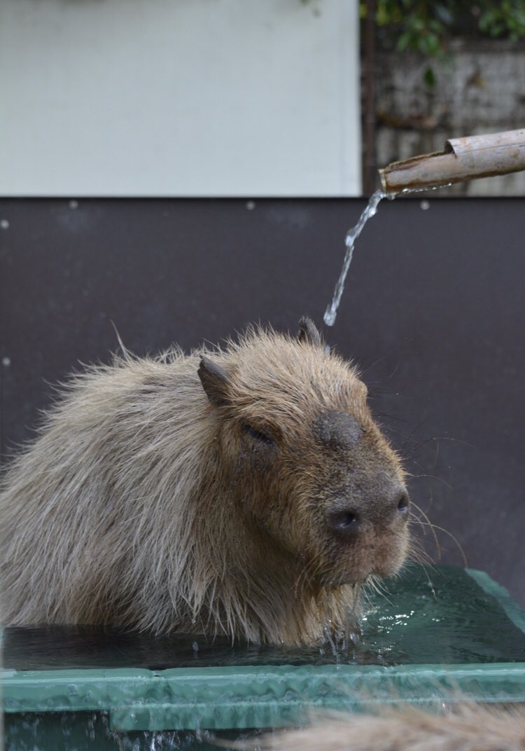 優介 カピバラ水浴びしてた 鬼天竺鼠 オニテンジクネズミ カピバラ 智光山公園こども動物園 智光山動物園