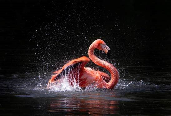 Join The Biological Photography &amp; Imaging Group for the opening of the largest wildlife, landscape and natural history exhibition this Friday ow.ly/tJi430pz6ch