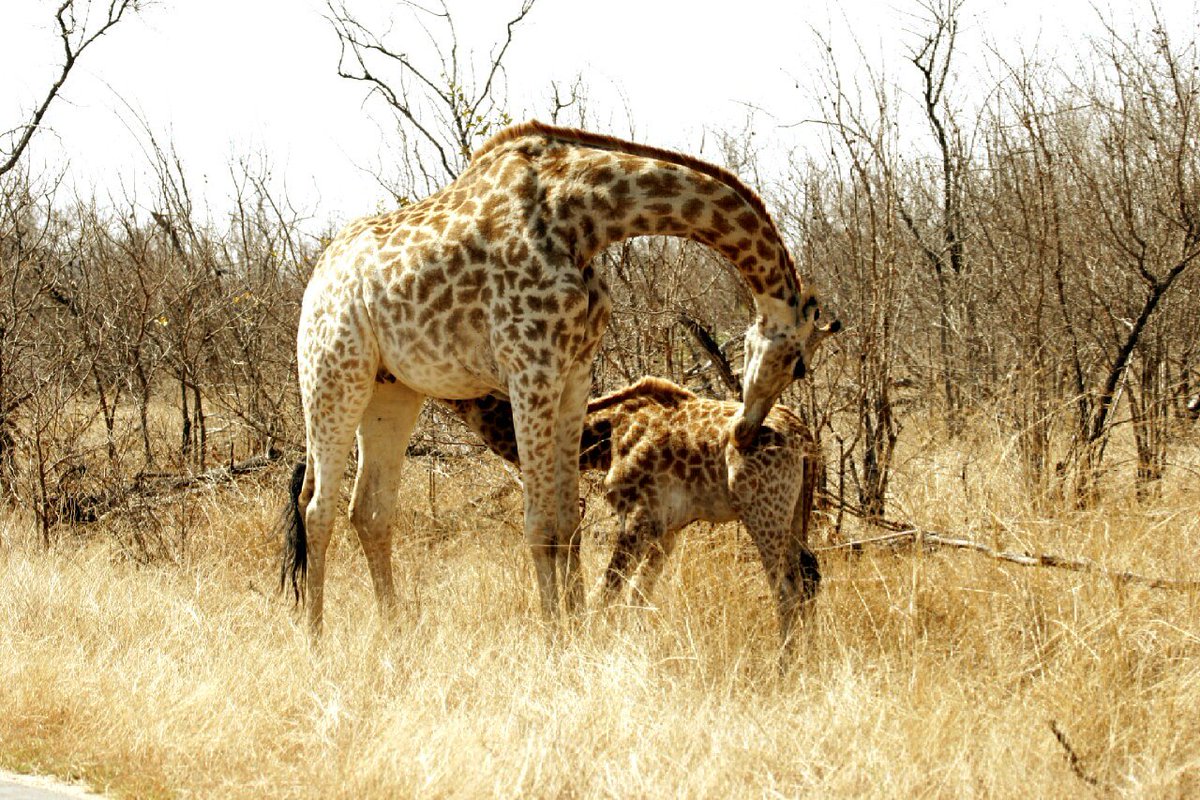 KWSafaris's tweet photo. #MothersLove between a giraffe and her calf! 

#krugernationalpark  #Africa #Safari #Cute  #krugerwildlifesafaris 

https://t.co/jXinzlKIPw https://t.co/GR2kmD6XFu