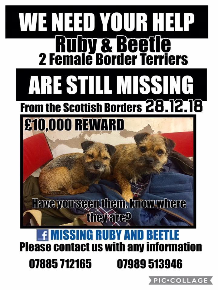 itstheskyelark2's tweet photo. On 17th September Beetle's microchip was run through PETTRAC. This is the 2nd time in 4 weeks her chip has been scanned. Please retweet & help get Ruby & Beetle home. #btposse #rubyandbeetleneedtogethome https://t.co/zVmGT95J5S