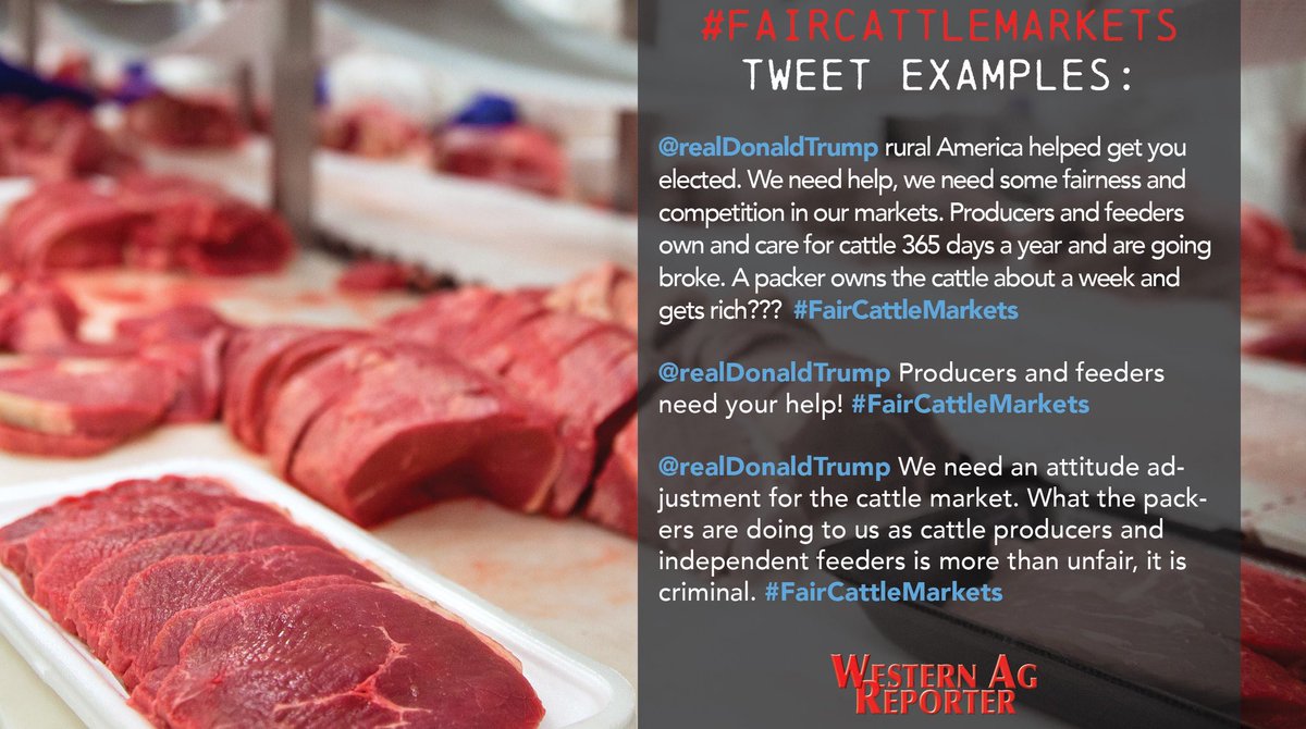 WesternAgReport's tweet photo. The #FairCattleMarkets campaign kicks off TODAY!

We urge each of you to tweet @realDonaldTrump using #FairCattleMarkets every single day, at least once a day, for the next 7 days.

Below are some tweet examples. Feel free to copy them word for word or craft your own tweet. https://t.co/XJRvf1dDi8