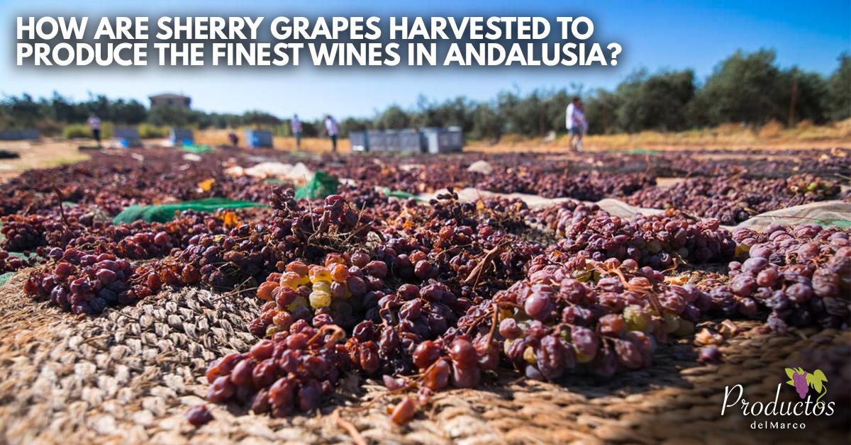 ProductDelMarco's tweet photo. How are sherry grapes harvested to produce the finest wines in Andalusia? 

Read our latest article to find out...https://t.co/Q7uZxaUwY0 https://t.co/QFle6GHlpL